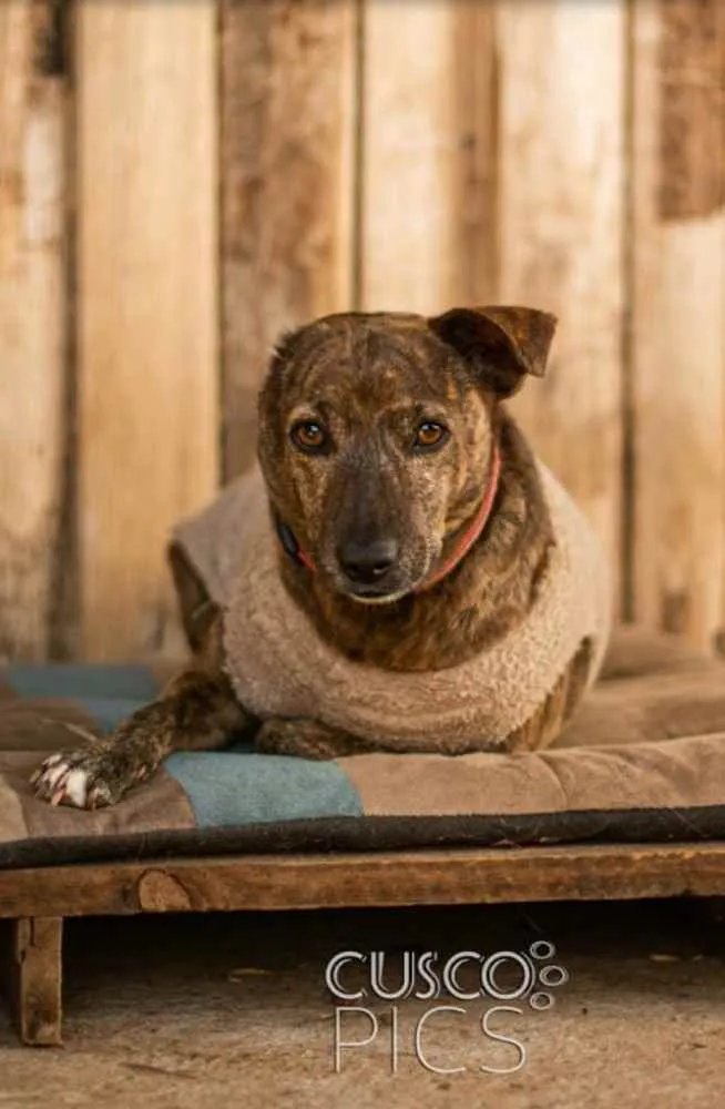 Cachorro ra a SRD idade 3 anos nome Taz