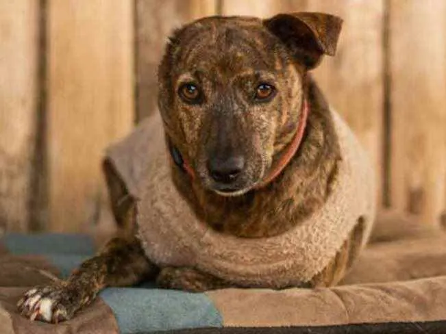 Cachorro ra a SRD idade 3 anos nome Taz