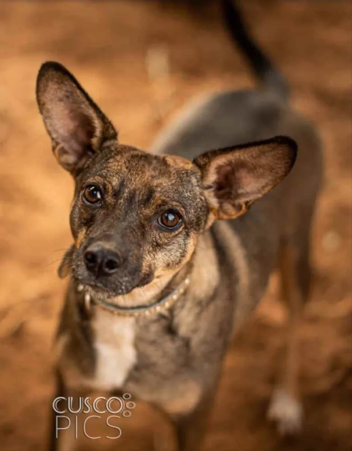 Cachorro ra a SRD idade 7 a 11 meses nome Dumba