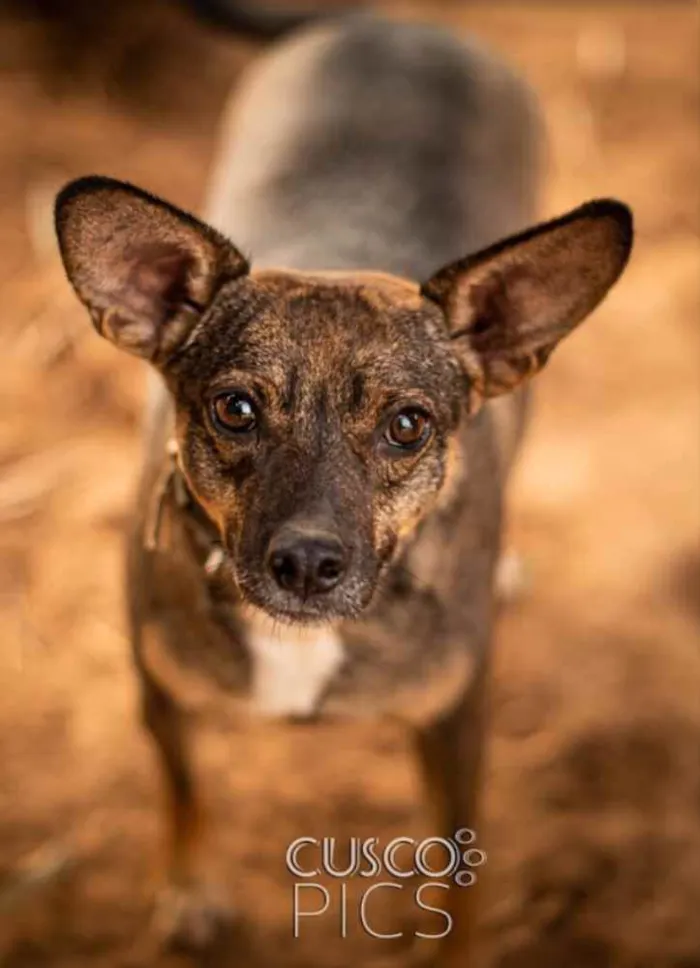 Cachorro ra a SRD idade 7 a 11 meses nome Dumba