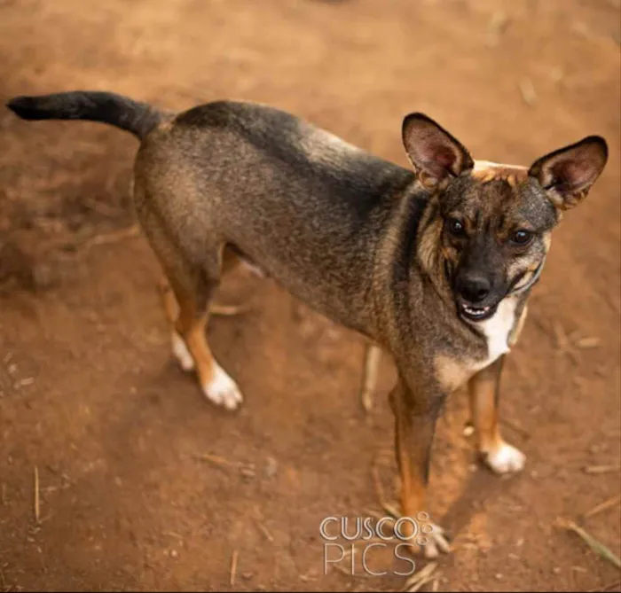 Cachorro ra a SRD idade 7 a 11 meses nome Dumba