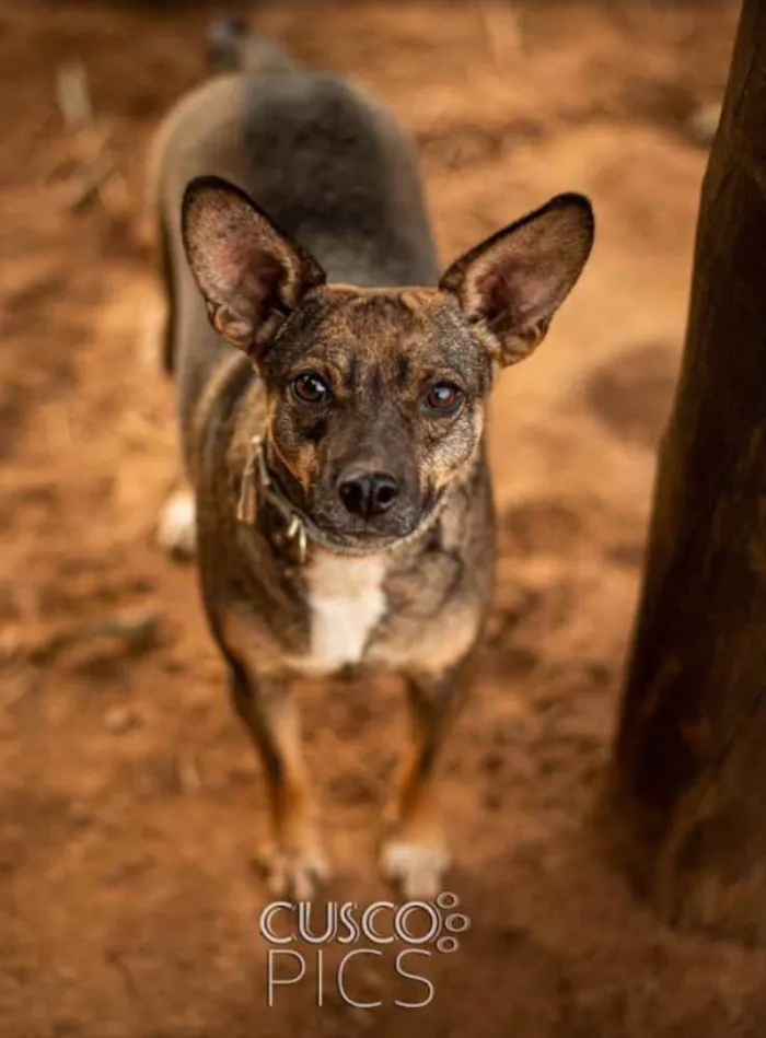 Cachorro ra a SRD idade 7 a 11 meses nome Dumba