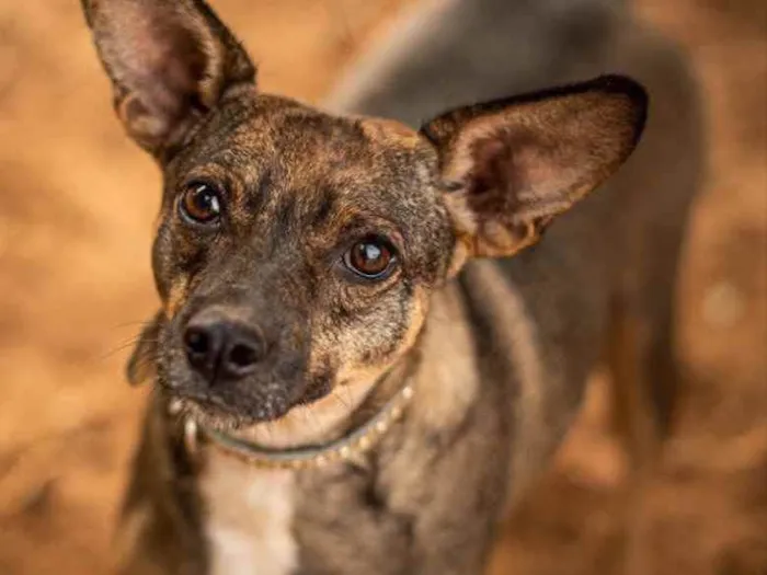 Cachorro ra a SRD idade 7 a 11 meses nome Dumba