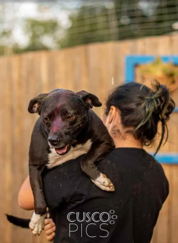 Cachorro ra a SRD idade 3 anos nome Mila