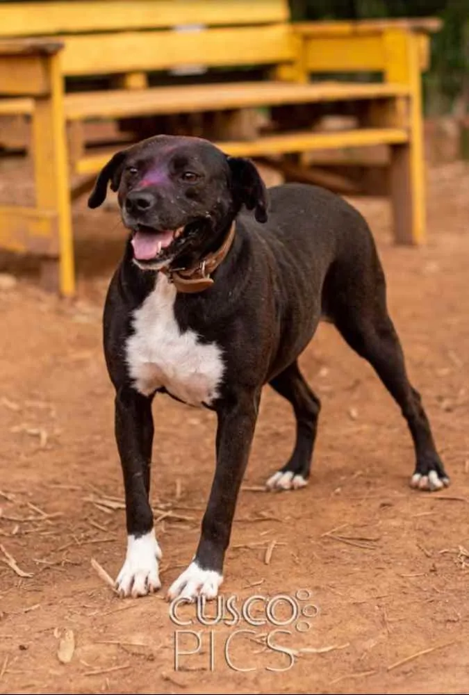 Cachorro ra a SRD idade 3 anos nome Mila