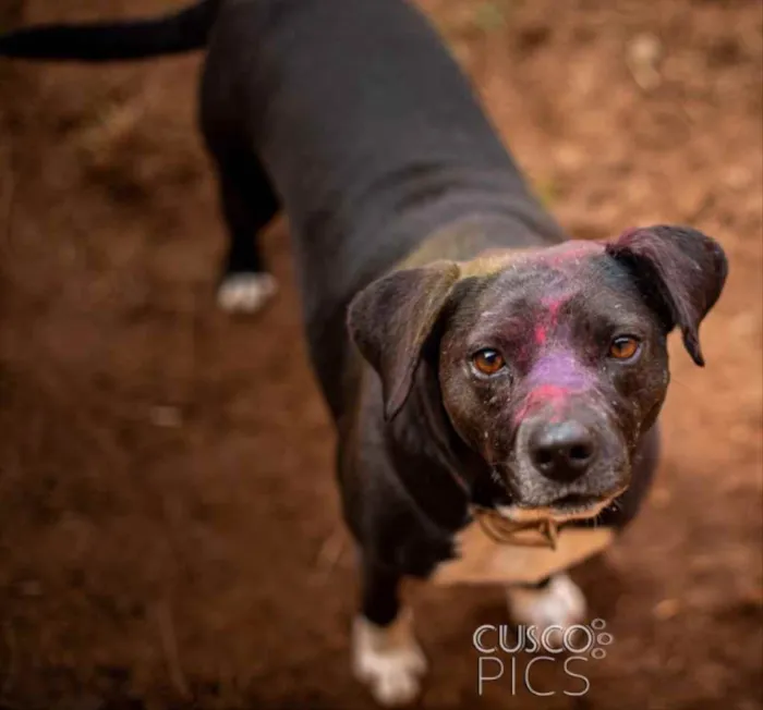 Cachorro ra a SRD idade 3 anos nome Mila