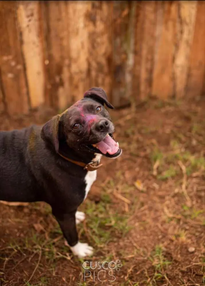 Cachorro ra a SRD idade 3 anos nome Mila