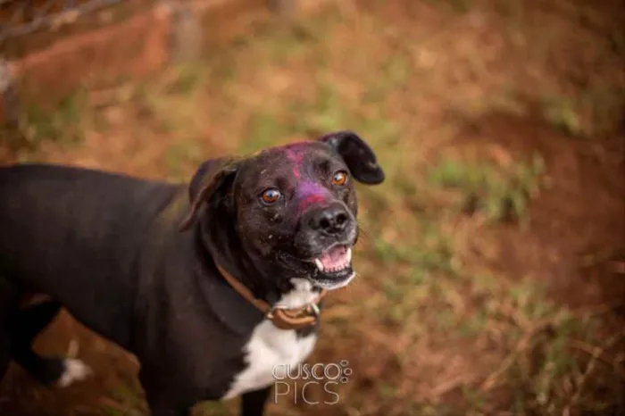 Cachorro ra a SRD idade 3 anos nome Mila