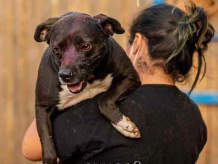 Cachorro ra a SRD idade 3 anos nome Mila