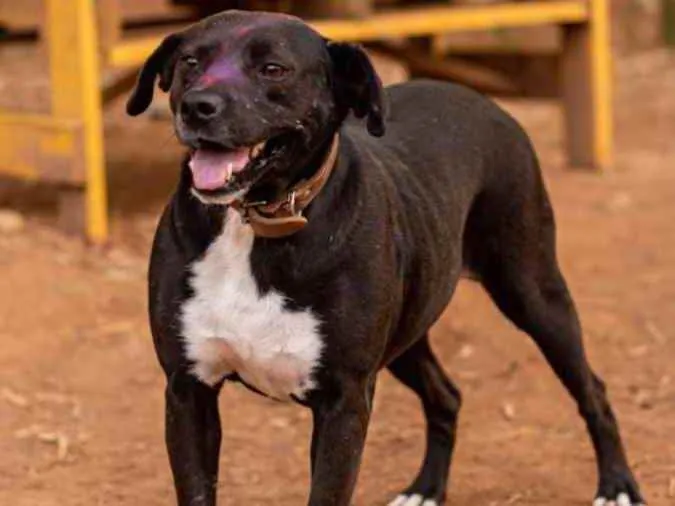 Cachorro ra a SRD idade 3 anos nome Mila