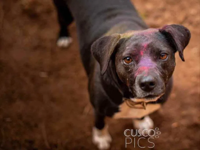 Cachorro ra a SRD idade 3 anos nome Mila