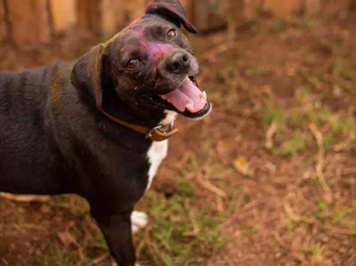 Cachorro ra a SRD idade 3 anos nome Mila