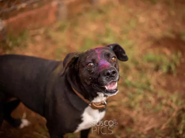 Cachorro ra a SRD idade 3 anos nome Mila