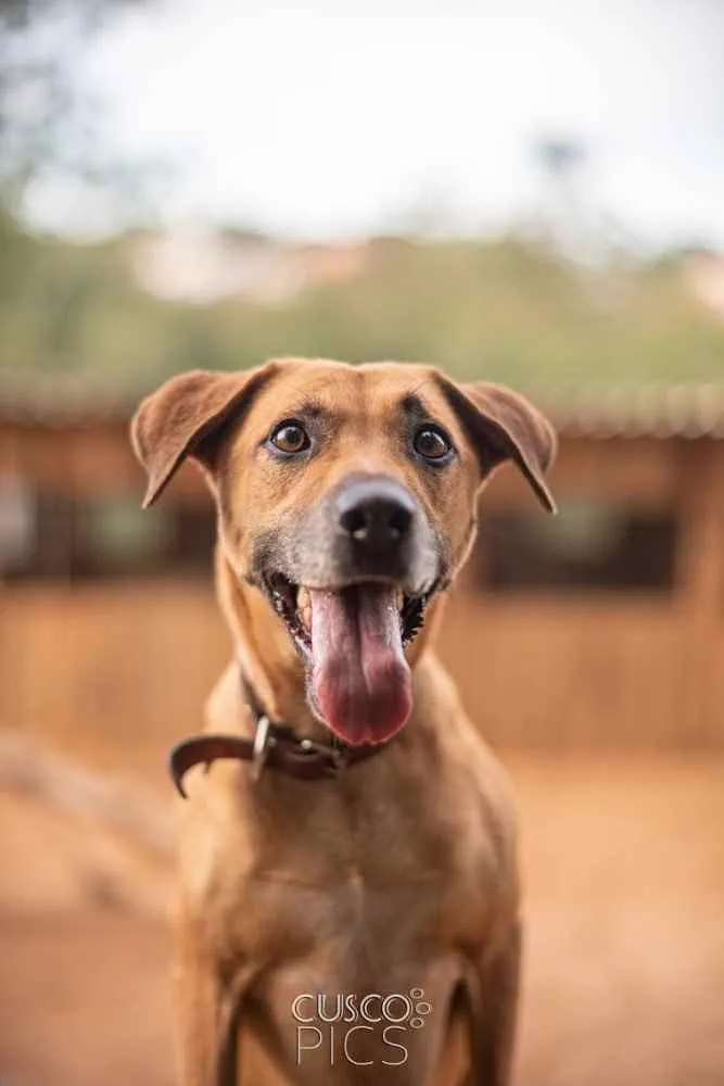 Cachorro ra a SRD idade 3 anos nome Pantera