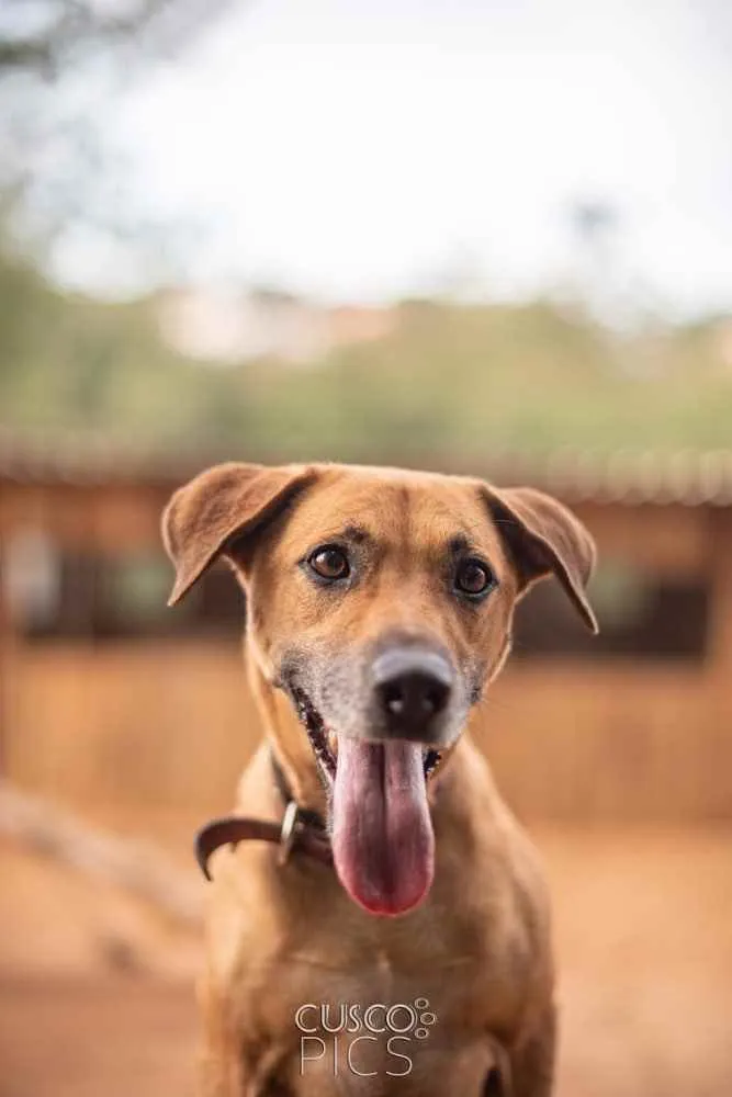 Cachorro ra a SRD idade 3 anos nome Pantera