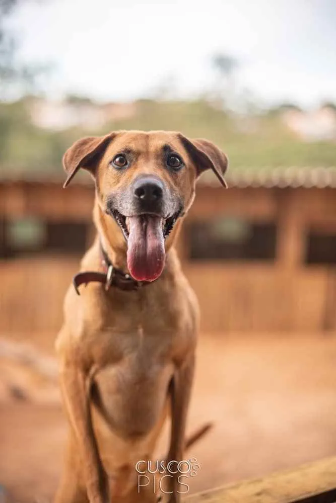 Cachorro ra a SRD idade 3 anos nome Pantera