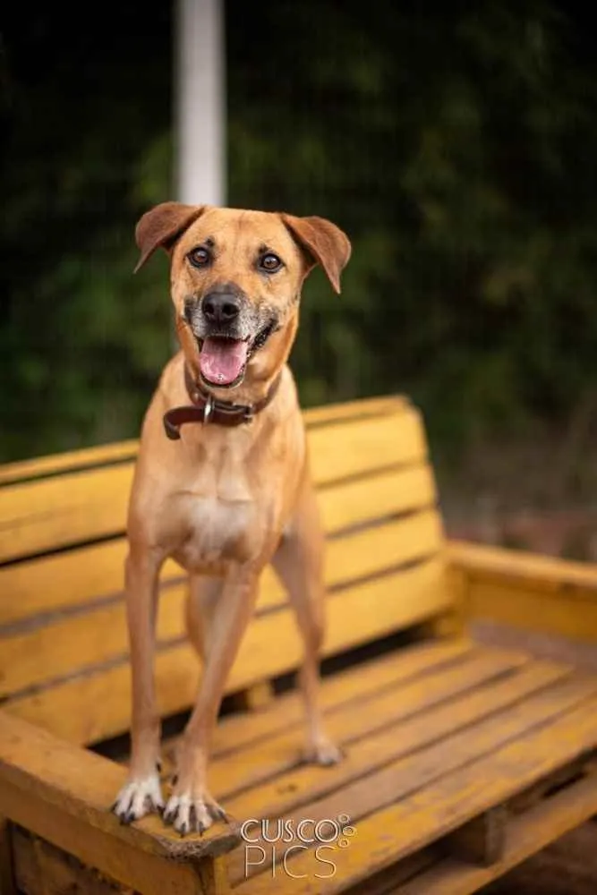 Cachorro ra a SRD idade 3 anos nome Pantera