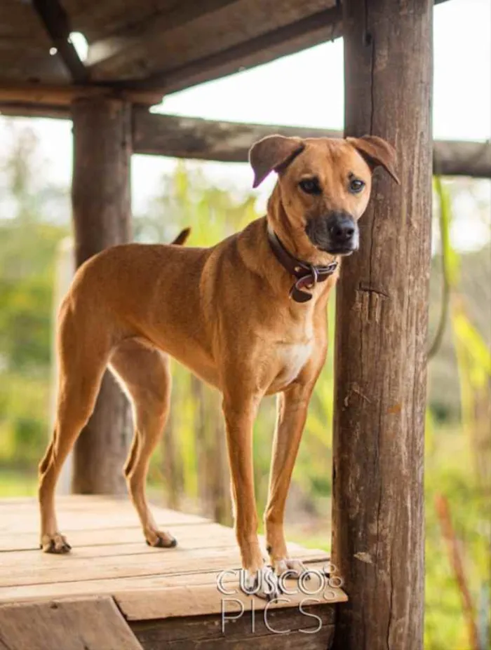 Cachorro ra a SRD idade 3 anos nome Pantera