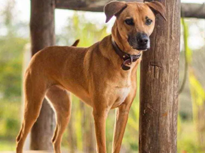 Cachorro ra a SRD idade 3 anos nome Pantera