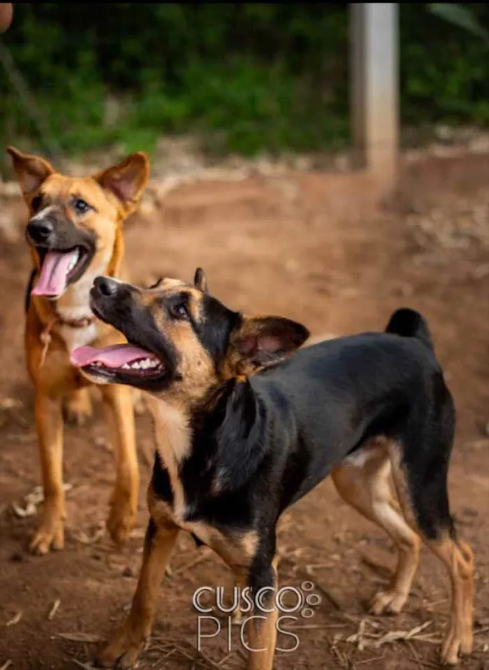 Cachorro ra a SRD idade 7 a 11 meses nome Toquinho