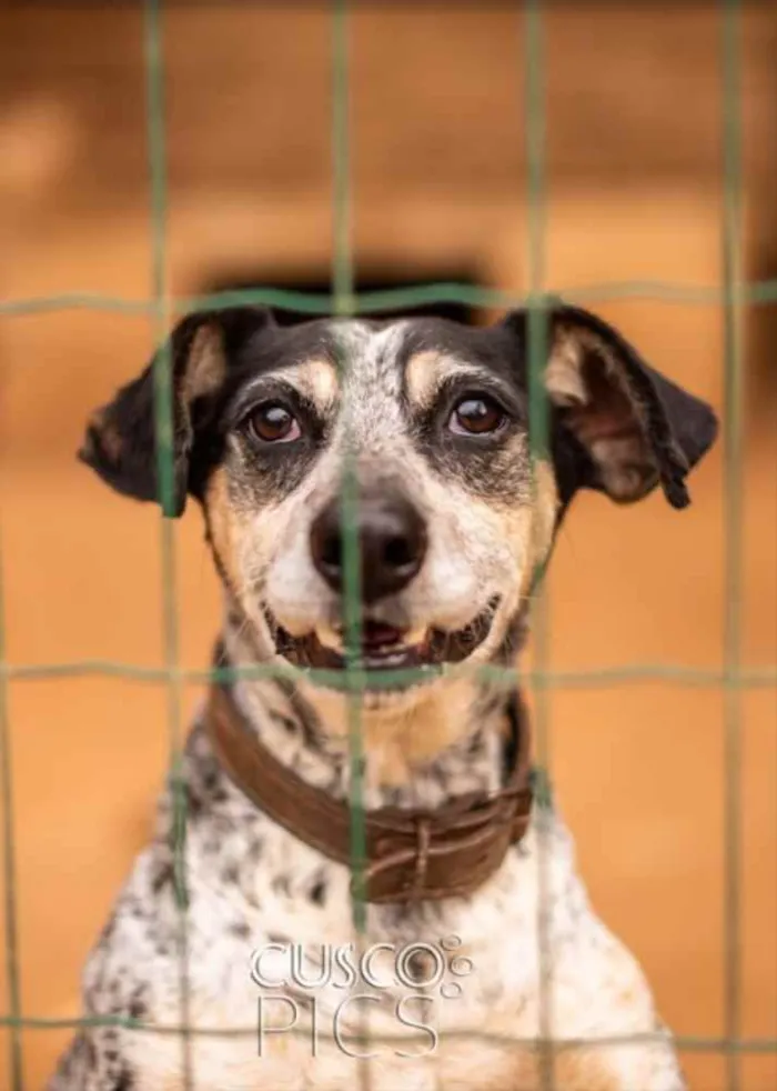 Cachorro ra a SRD idade 4 anos nome Simba