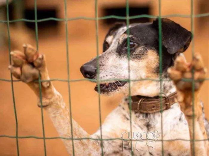 Cachorro ra a SRD idade 4 anos nome Simba