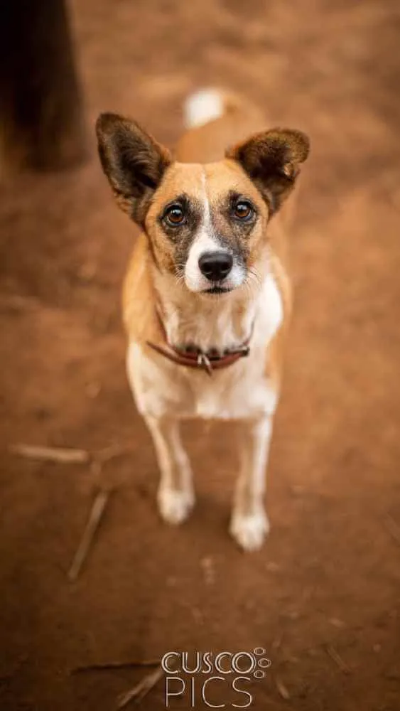 Cachorro ra a SRD idade 3 anos nome Lulu