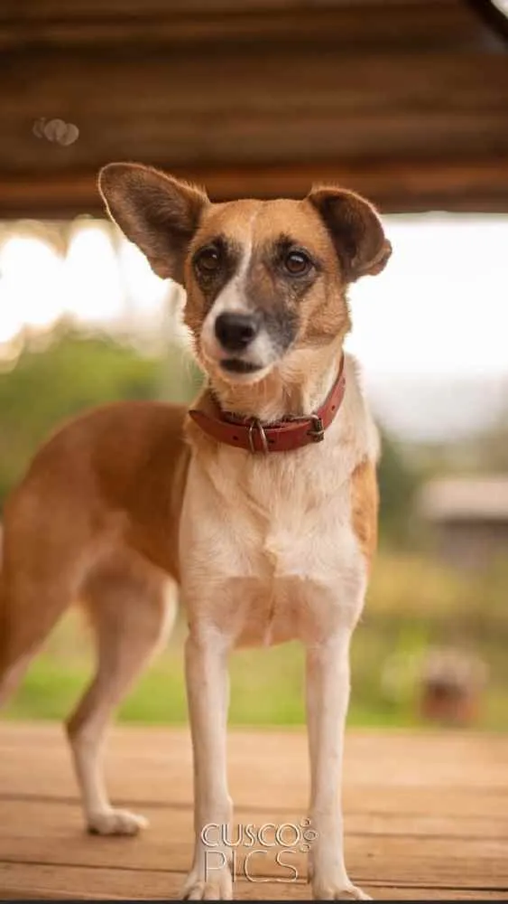 Cachorro ra a SRD idade 3 anos nome Lulu