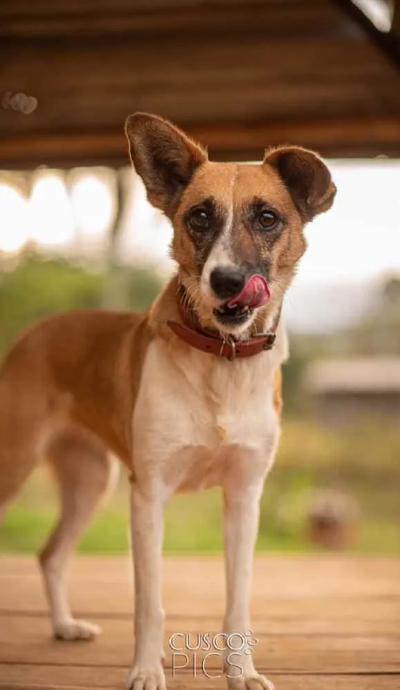 Cachorro ra a SRD idade 3 anos nome Lulu