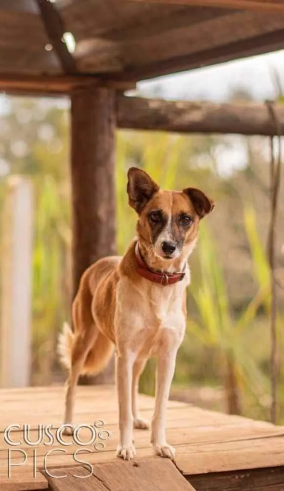 Cachorro ra a SRD idade 3 anos nome Lulu