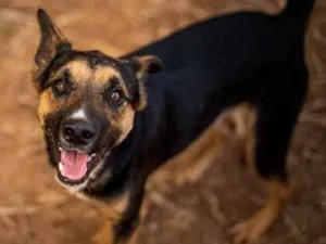 Cachorro raça SRD idade 7 a 11 meses nome Toquinho