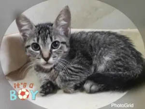 Gato raça SRD idade 2 a 6 meses nome KIKO