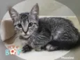 KIKO