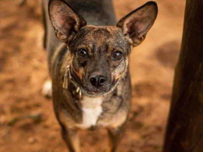 Cachorro ra a SRD idade 7 a 11 meses nome Dumba