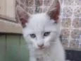 Rai