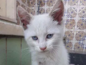 Gato raça SRD idade 2 a 6 meses nome Rai