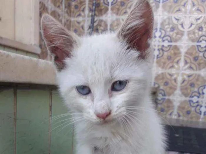 Gato ra a SRD idade 2 a 6 meses nome Rai