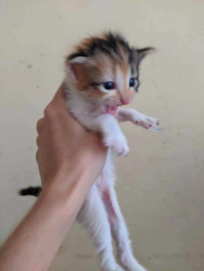 Gato ra a .. idade 2 a 6 meses nome ..