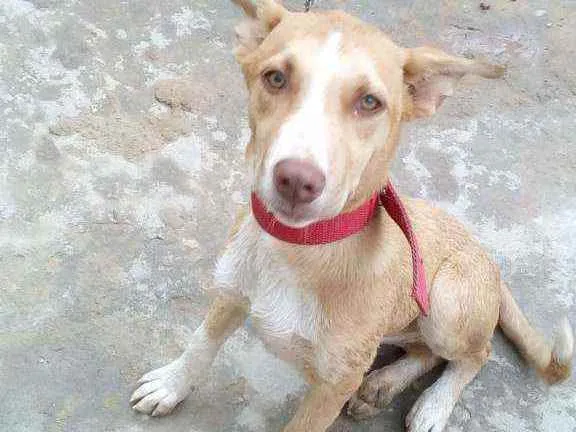 Cachorro ra a Vira lata idade 2 anos nome Rady