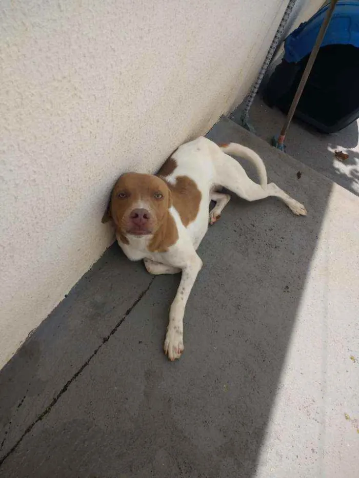Cachorro raça Vira-lata  idade 2 anos nome Romeu