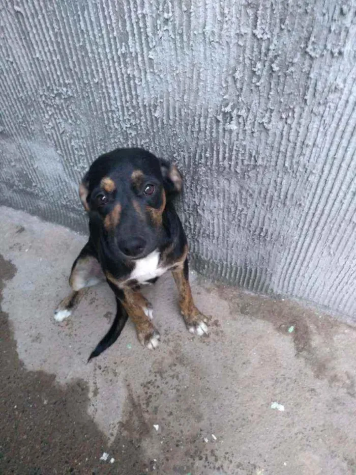 Cachorro ra a Vira lata idade 2 a 6 meses nome Sem nome