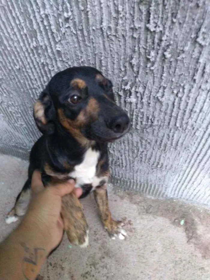 Cachorro ra a Vira lata idade 2 a 6 meses nome Sem nome