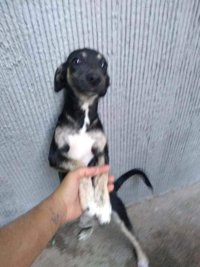 Cachorro ra a Vira lata idade 2 a 6 meses nome Sem nome