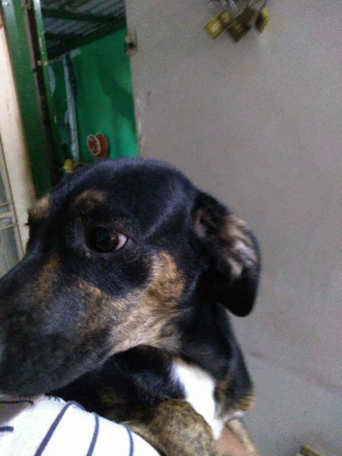 Cachorro ra a Vira lata idade 2 a 6 meses nome Sem nome