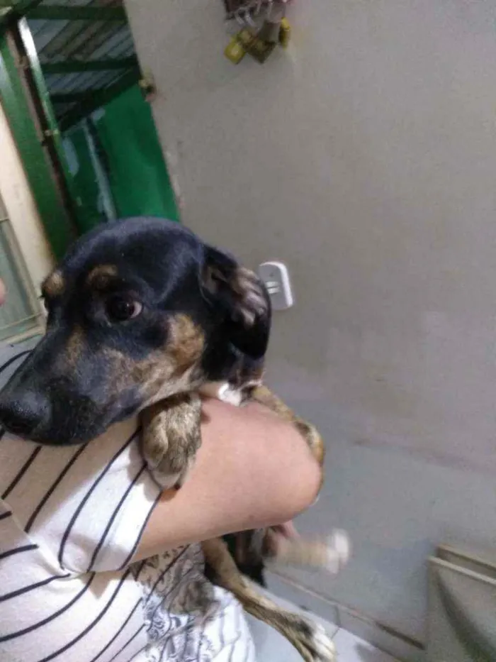 Cachorro ra a Vira lata idade 2 a 6 meses nome Sem nome