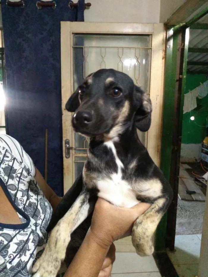 Cachorro ra a Vira lata idade 2 a 6 meses nome Sem nome