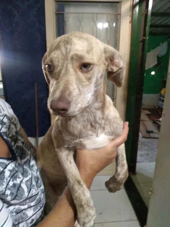 Cachorro ra a Vira lata idade 2 a 6 meses nome Sem nome