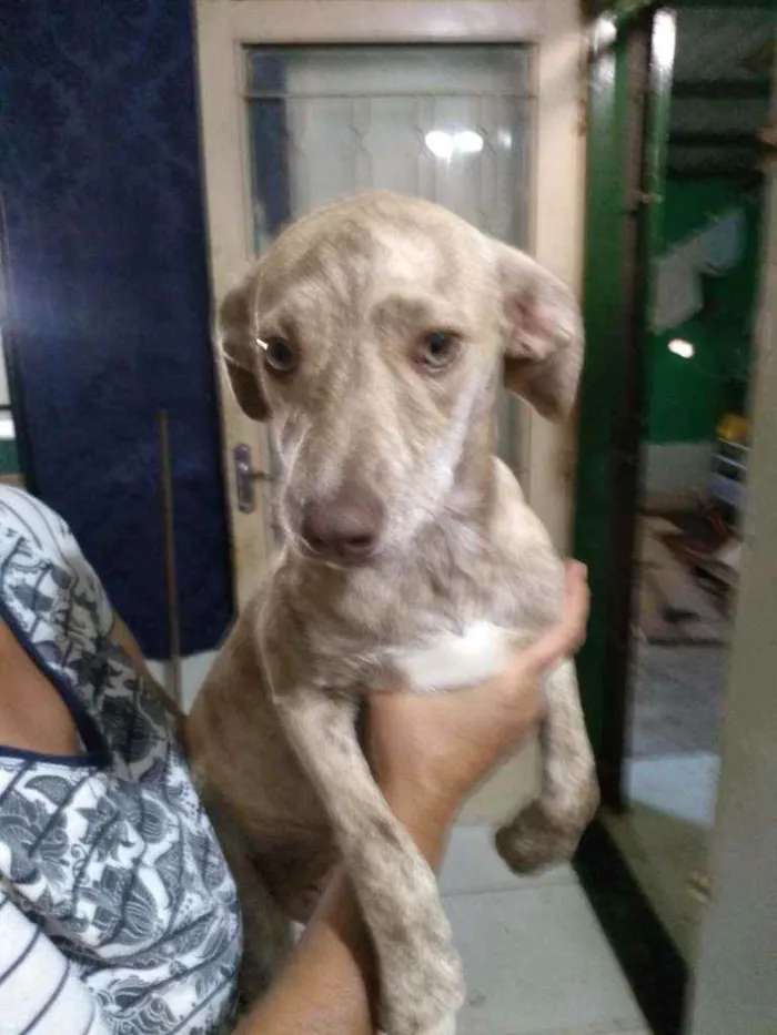 Cachorro ra a Vira lata idade 2 a 6 meses nome Sem nome