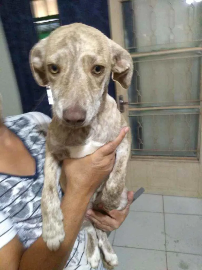 Cachorro ra a Vira lata idade 2 a 6 meses nome Sem nome