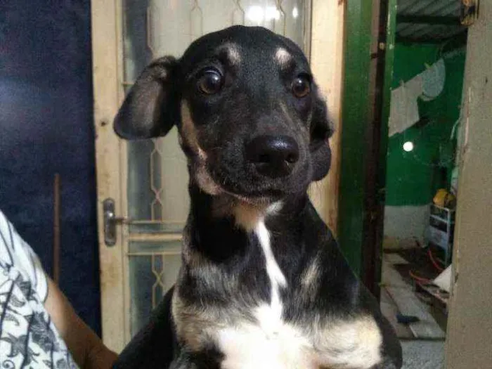 Cachorro ra a Vira lata idade 2 a 6 meses nome Sem nome